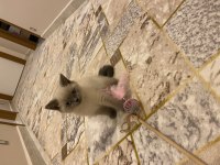 3 aylık blue point british shorthair