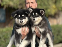 Safkan Alaskan Malamute Yavrularımız