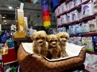 Maltipoo yavrularımız teslime hazır