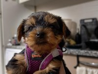 Yorkshire terrier yavruları