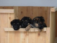ALMAN ÇOBAN KÖPEĞİ YAVRULARI