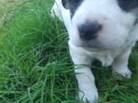 Border collie melezi sahiplendirme