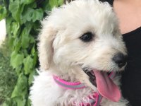 4 AYLIK MALTESE TERRİER ÇİPLİ KAÇMAZZZ