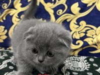Scottish Fold British