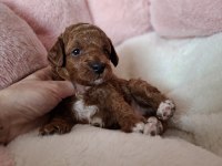 Maltipoo Yavrularımız