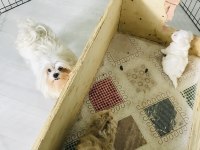 Maltipoo ve maltese yavrularım ırk garantili