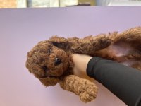 Erkek poodle bebeğimiz (ev doğumu)