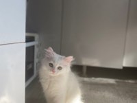 British longhair
