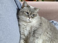 Bluepoint dişi british shorthair kedimiz