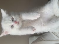 3 erkek british shorthair yavru