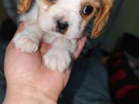 2 aylık safkan cavalier king charles yavrularım