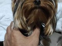 Dişi Teacup Yorkshire Terrier