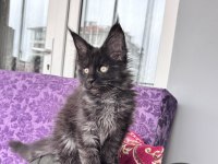 Maine Coon Türkiye devlerinin markası AYŞE ARIK