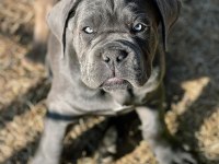 EV ORTAMINDAN SHOW KALİTE CANE CORSO YAVRULAR