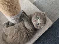 Scottish fold ve straight kedimiz