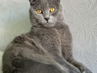 Asil bir scottish fold