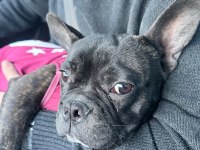 7 aylık merle french bulldog