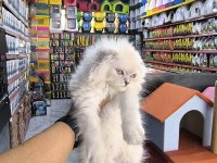 Scottish fold yavrumuz