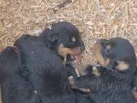 Koca kafa anne babadan iri ve kaliteli rottweiler yavrular