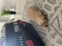 Yavru Golden Retriever