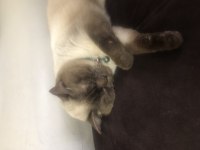 Ares erkek british shorthair sahiplendirilecektir