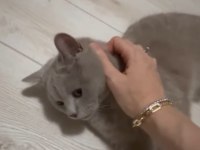 8 Aylık Safkan British Shorthair Lilac Erkek
