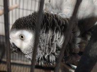 Jako papağanım kedi gibi miyavlar