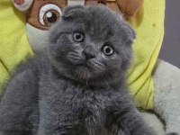 Ayıcık Surat Gri Scottish Fold Shorthair