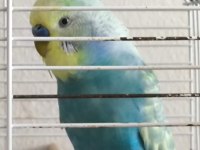 Yeni Sahiplerini Bekleyen Muhabbet Kuşu Paşam