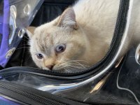 Ücretsiz sahiplendirilecek 2 yaşında british shorthair