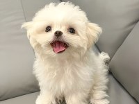 Tr De Tek Bu Guzellikte Snow Maltese