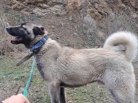KANGALIN ESKİ TARİHİNDEN GELEN SOY