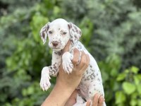 Red Dalmatian Yavrumuz
