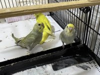 3 RAİNBOW 1 ADET YERLİ MUHABBET KUŞLAR