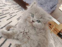 A kalite british shorthair yavru sahiplendirilecek