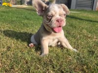 Fluffy Big Rope Egzotik French Bulldog Yavrular