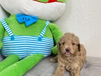 Sevimli maltipoo köpekler