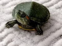 Bebek Kırmızı Yanak Su Kaplumbağaları