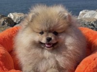 POMERANİAN BOO BEBEK KÖPEKLER