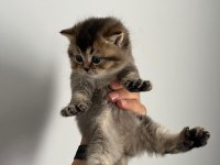 Blue point silver point british shorthair
