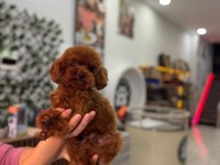 Kore yetişkin dişi erkek poodle