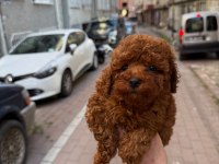 Toy poodle yavru