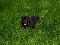 Rottweiler Yavruları
