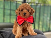 Sevimli Poodle Yavrular