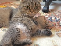 Yavru kırık kulak scottish fold
