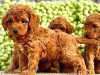 A KALİTE SAFKAN TOY POODLE YAVRULARI