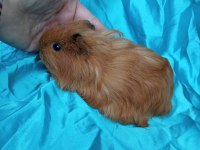 Üreticiden Safkan Guinea Pig Yavrular