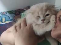British Longhair ve Scottish fold kırması