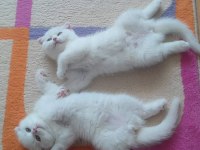 Şecereli nadir tür scottish fold
