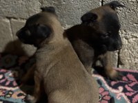 Pirana gibi malinois isteyenlere Gider